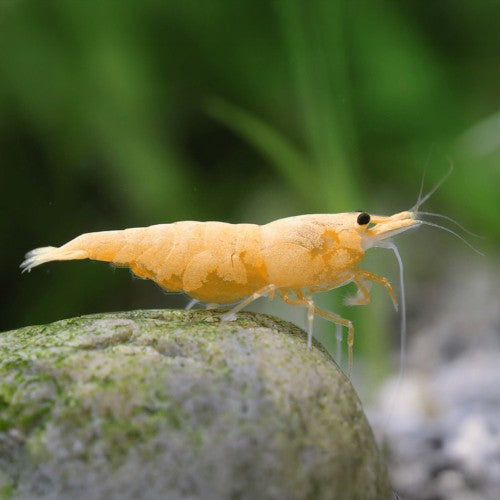 Neocaridina Davidi var. "Crested Cream" - AQUASHRIMP
