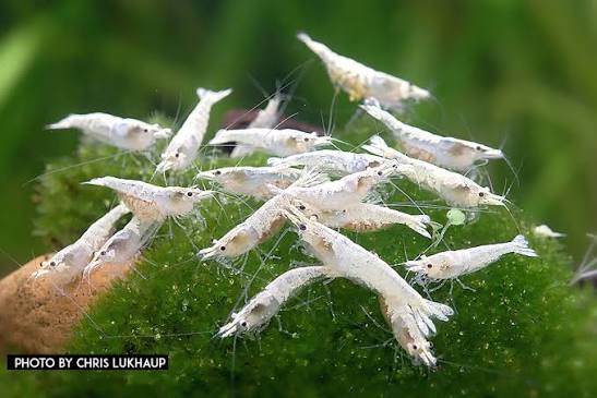 Neocaridina Palmata var. "Snowstorm" - AQUASHRIMP
