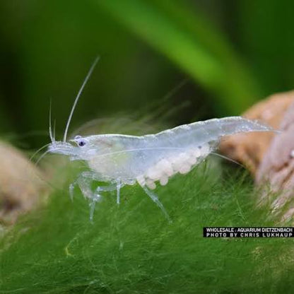 Neocaridina Palmata "White Pearl" - AQUASHRIMP