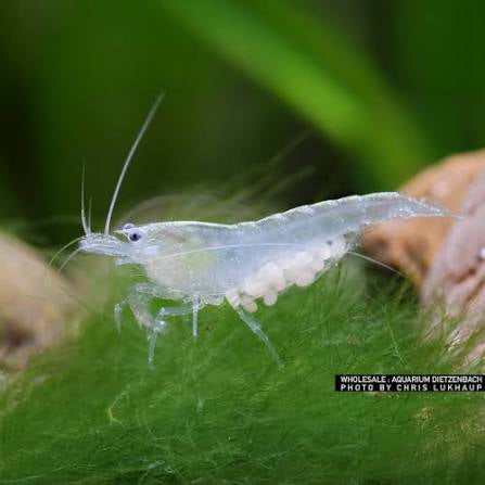 Neocaridina Palmata "White Pearl" - AQUASHRIMP