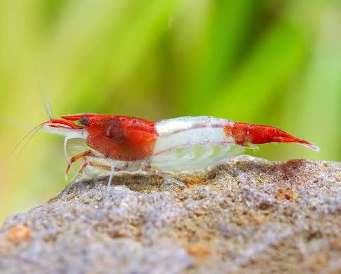 Neocaridina Davidi var. "Red Rili" - AQUASHRIMP