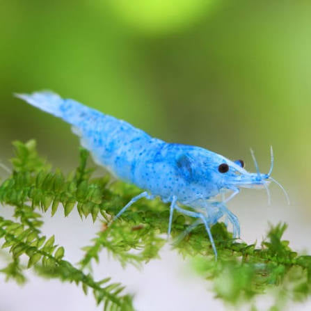 Neocaridina Davidi var. "Blue Jelly" - AQUASHRIMP