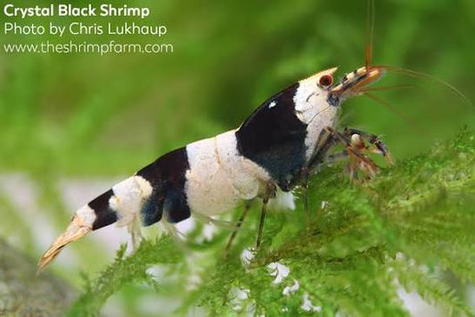 Caridina Logemanni sp. "Crystal Black (CBS)" - AQUASHRIMP