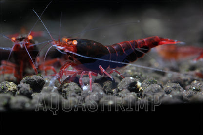 Caridina Logemanni sp. "Red Devil OE" - AQUASHRIMP