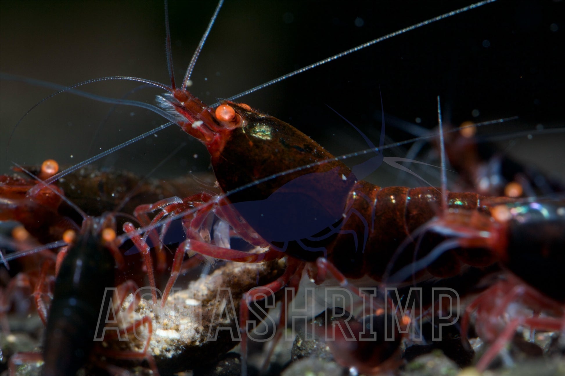 Caridina Logemanni sp. "Red Devil OE" - AQUASHRIMP