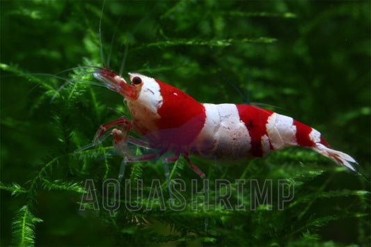 Caridina Logemanni sp. "Crystal Red (CRS)" - AQUASHRIMP