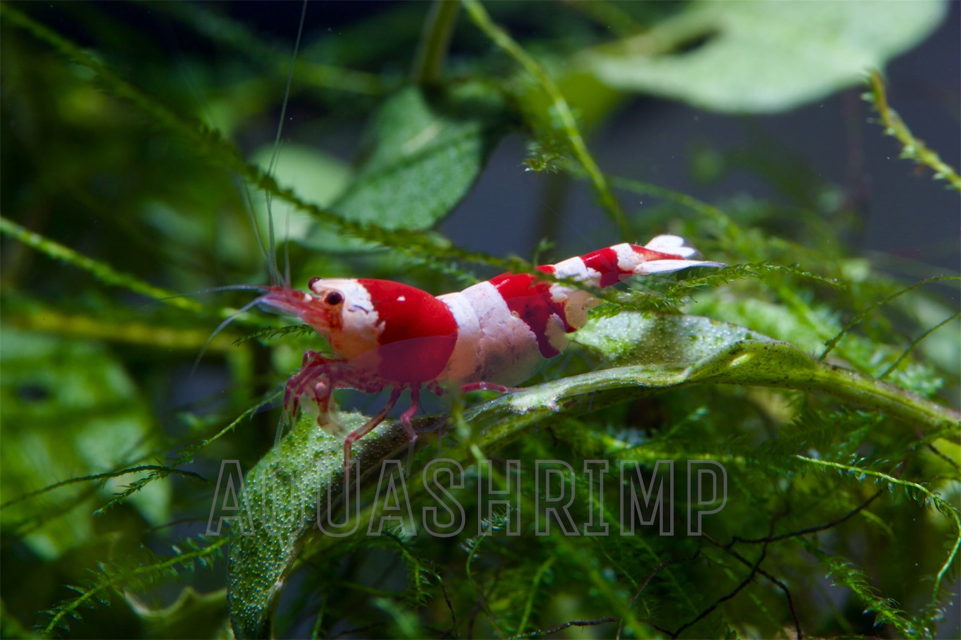 Caridina Logemanni sp. "Crystal Red (CRS)" - AQUASHRIMP