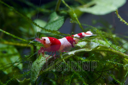 Caridina Logemanni sp. "Crystal Red (CRS)" - AQUASHRIMP
