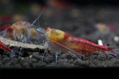 Caridina Logemanni sp. "Calceo Red OE"