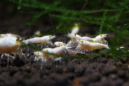 Caridina Logemanni sp. "Pure White Line (PWL)"
