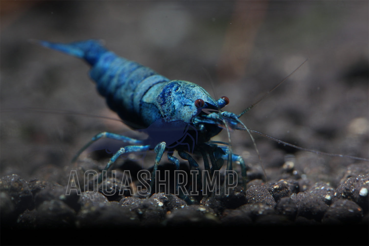 Caridina Logemanni - Taiwan Bee - sp. "Blue Bolt" High Grade