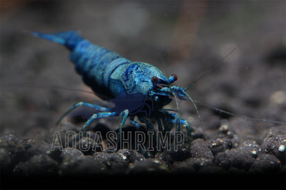 Caridina Logemanni - Taiwan Bee - sp. "Blue Bolt" High Grade - AQUASHRIMP