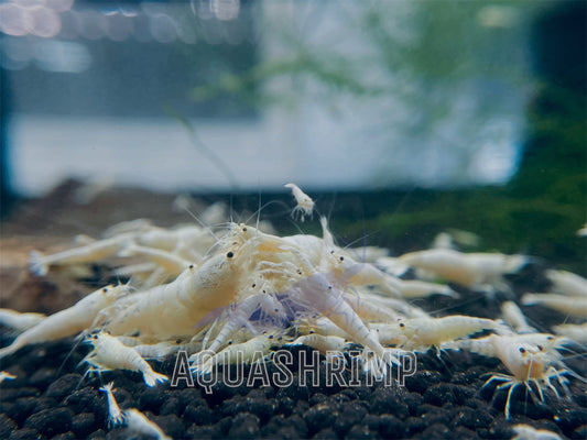 Caridina Logemanni sp. "Pure White Line (PWL)"