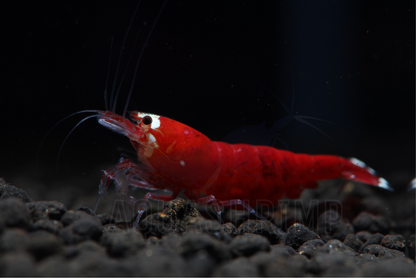 Caridina Logemanni sp. "Super Crystal Red Santa Klaus" - AQUASHRIMP