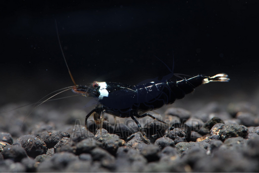 Caridina Logemanni sp. "Black Ninja"