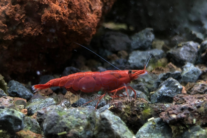 Neocaridina Davidi var. "Red Sakura" - AQUASHRIMP