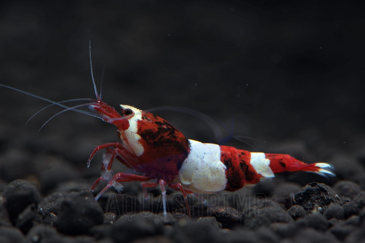 Caridina Logemanni - Taiwan Bee - sp. "Red Wine" - AQUASHRIMP