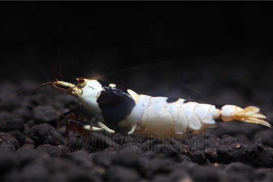 Caridina Logemanni sp. "Pure Black Line(PBL)"
