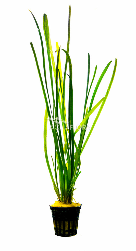 Aquaflora - Vallisneria Spiralis "Leopard"