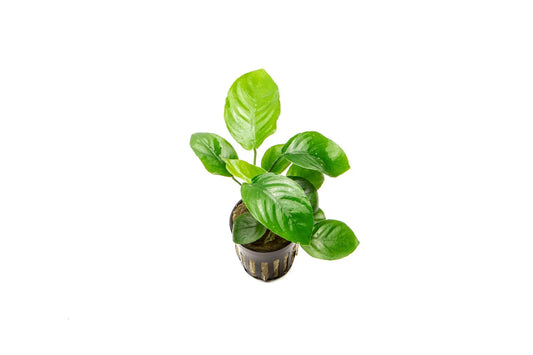 Anubias "Round Leaf"