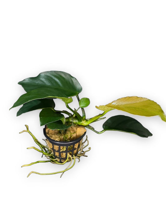 Anubias “Round Leaf” - AQUASHRIMP