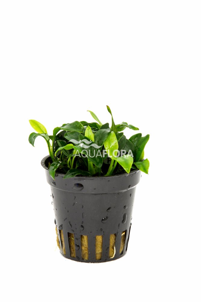 Aquaflora - Anubias barteri var. Nana "Pangolino" - AQUASHRIMP