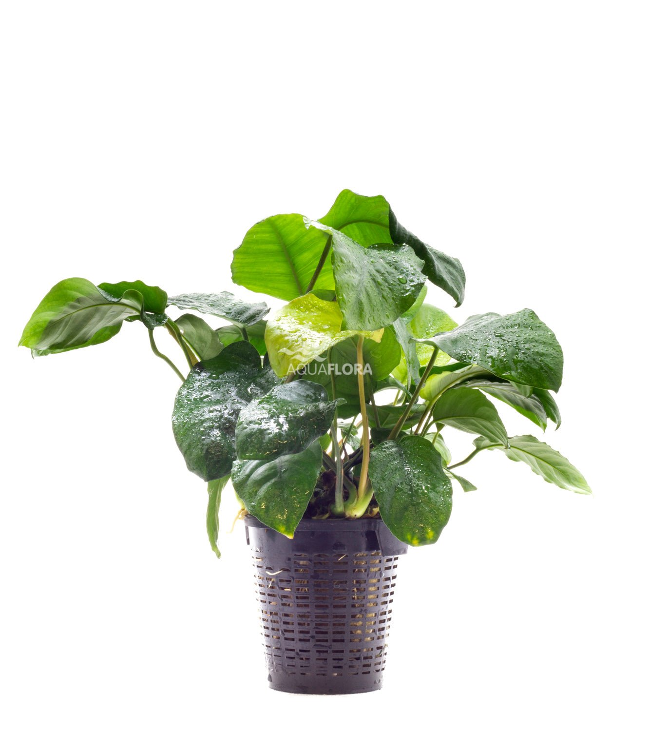 Aquaflora - Anubias Barteri XL - AQUASHRIMP