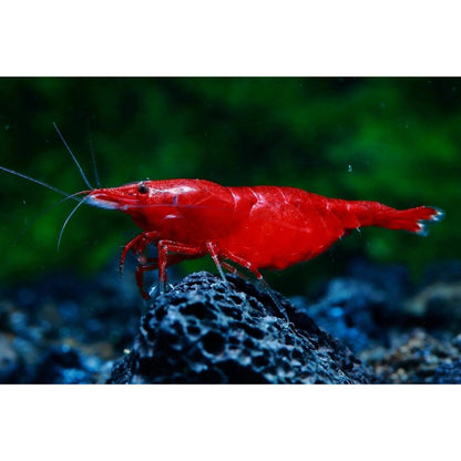 Neocaridina Davidi var. "Bloody Mary" - AQUASHRIMP