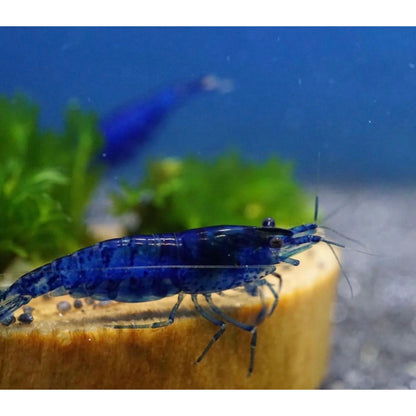Neocaridina Davidi var. "Blue Dream" - AQUASHRIMP