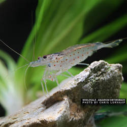 Caridina Multidentata "Amano Shrimp" o Japonica