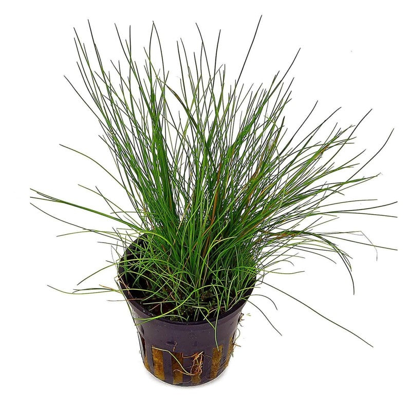 Eleocharis Acicularis - AQUASHRIMP
