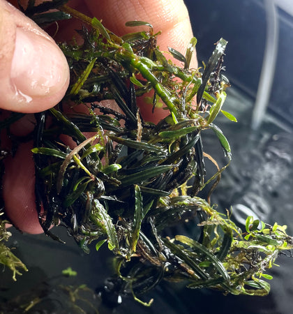 Bucephalandra Rosemary