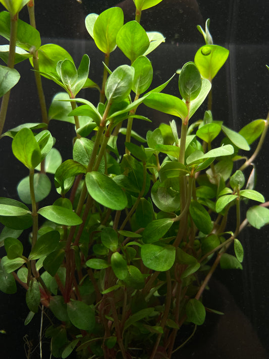 Aquaflora - Rotala Rotundifolia