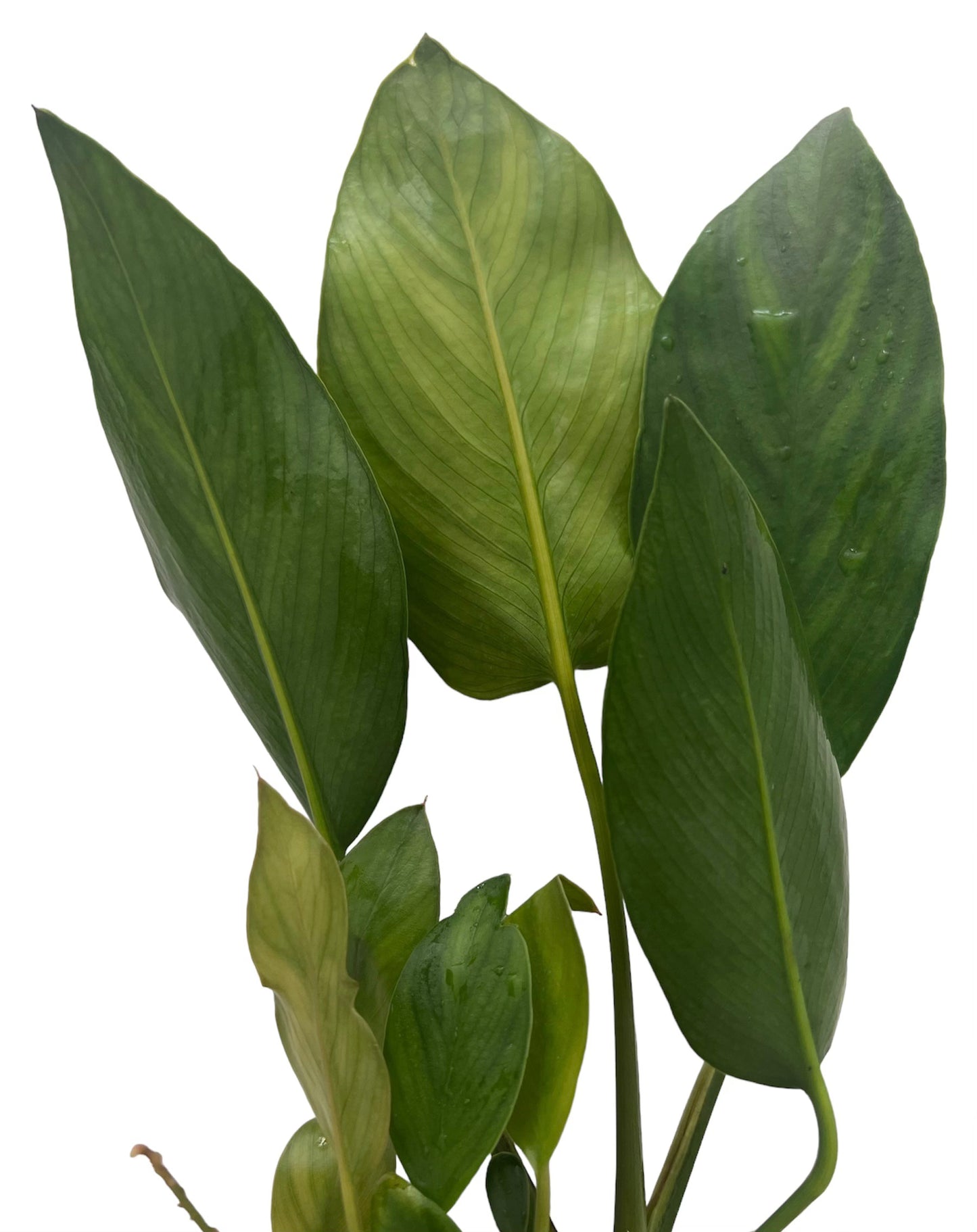 Anubias Gracilis