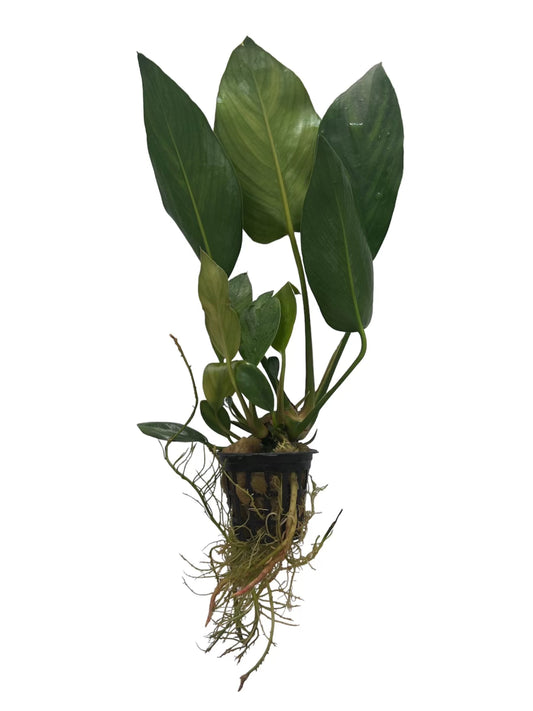 Anubias Gracilis
