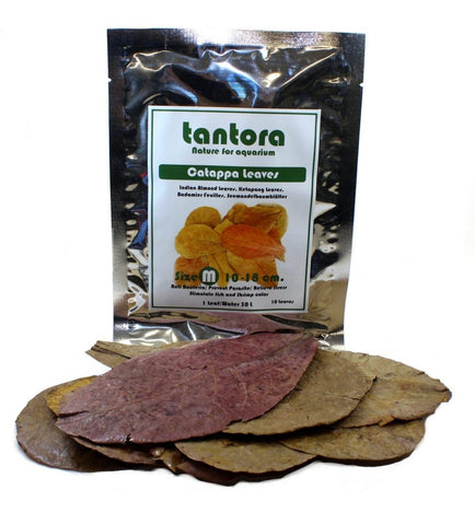 Tantora Catappa Leaves Medium 13-18 cm Premium Grade