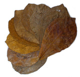 Tantora Catappa Leaves XL 18-30 cm Premium Grade