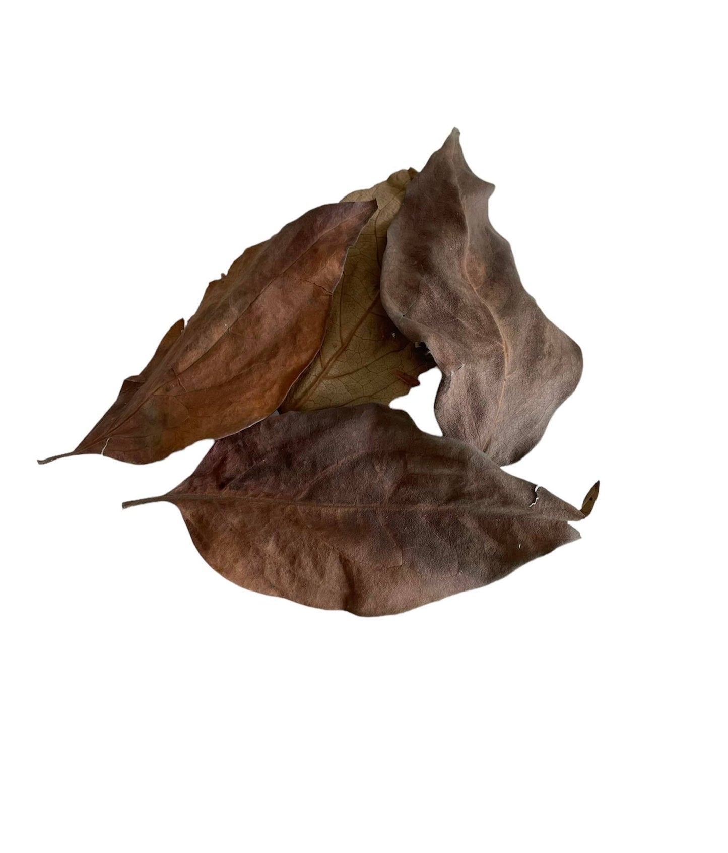 Foglie di Caco - AQUASHRIMP