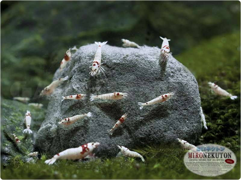 Shirakura Mironekuton Pietra 300 g
