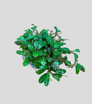 Bucephalandra “Lamandau Classic”