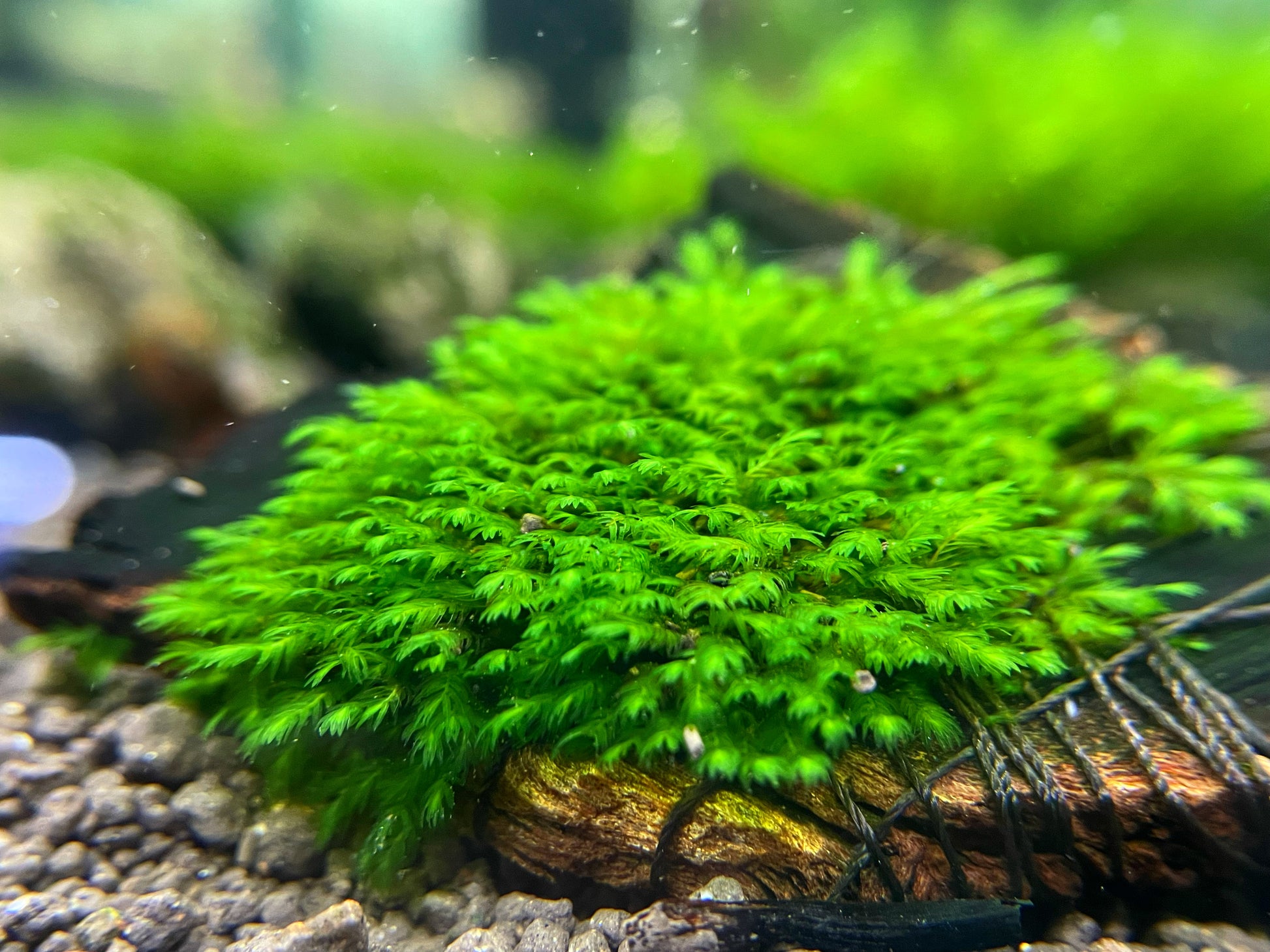 Fissidens Sp. “Mini” - AQUASHRIMP