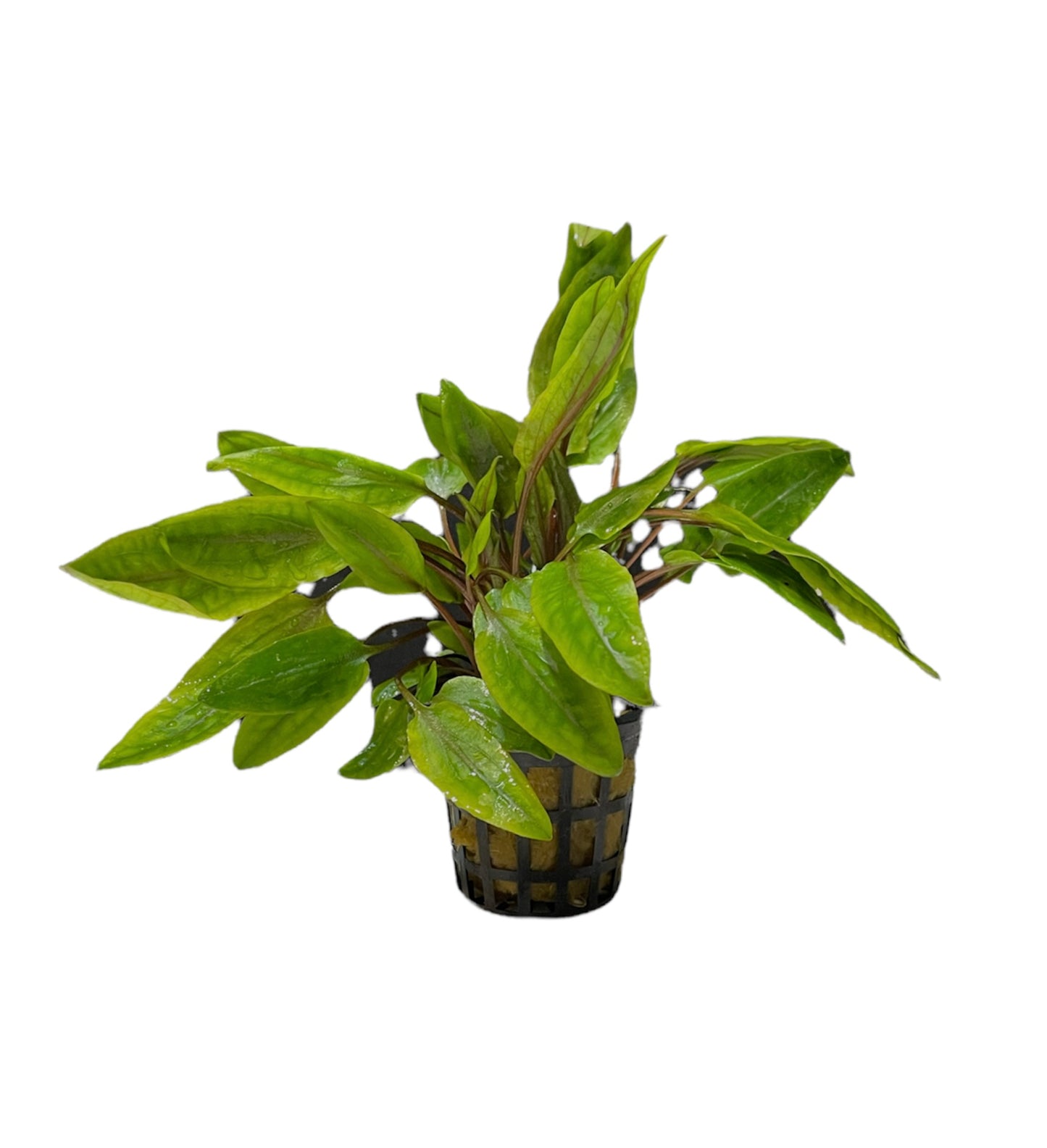 TROPLANT Cryptocoryne Undulata Red - AQUASHRIMP