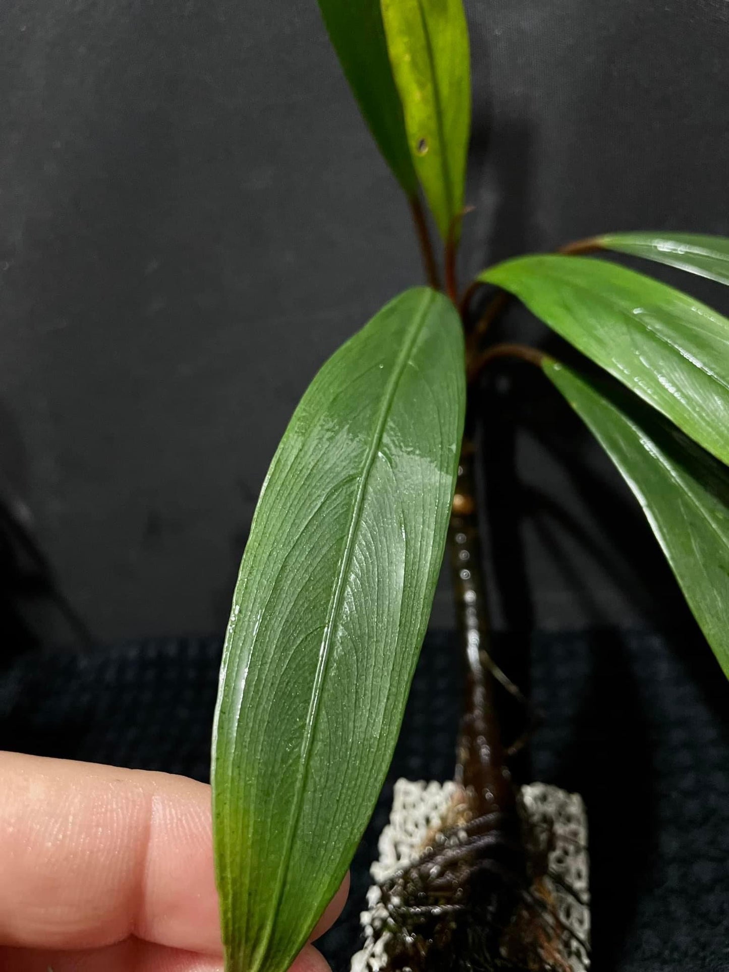 Bucephalandra “Goliath”