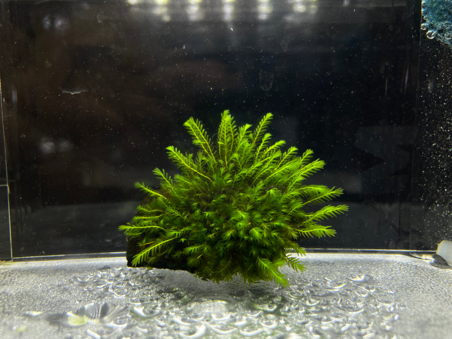 Fissidens Sp. "Zippelianus" - AQUASHRIMP