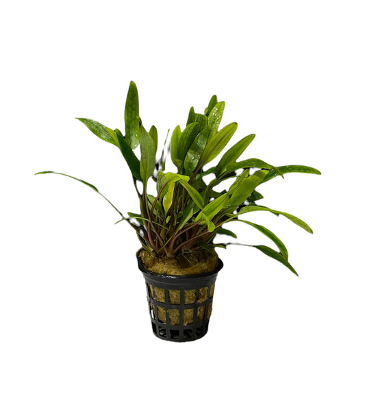 TROPLANT Cryptocoryne Lucens - AQUASHRIMP