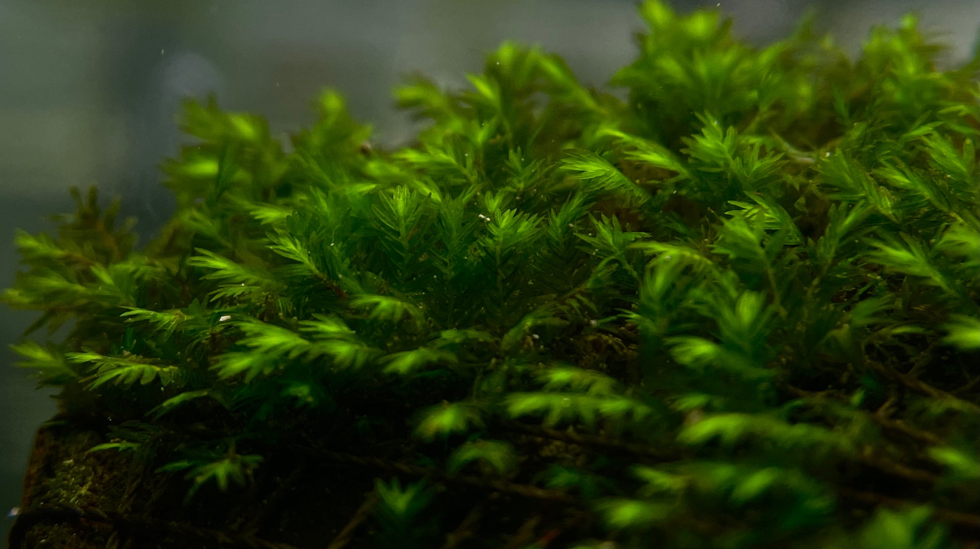 Fissidens Sp. "Mini Nobilis" - AQUASHRIMP