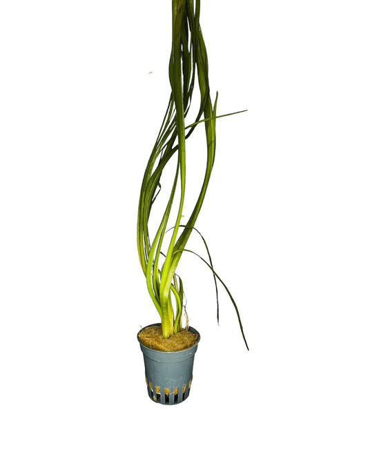 TROPLANT Vallisneria Nana - AQUASHRIMP