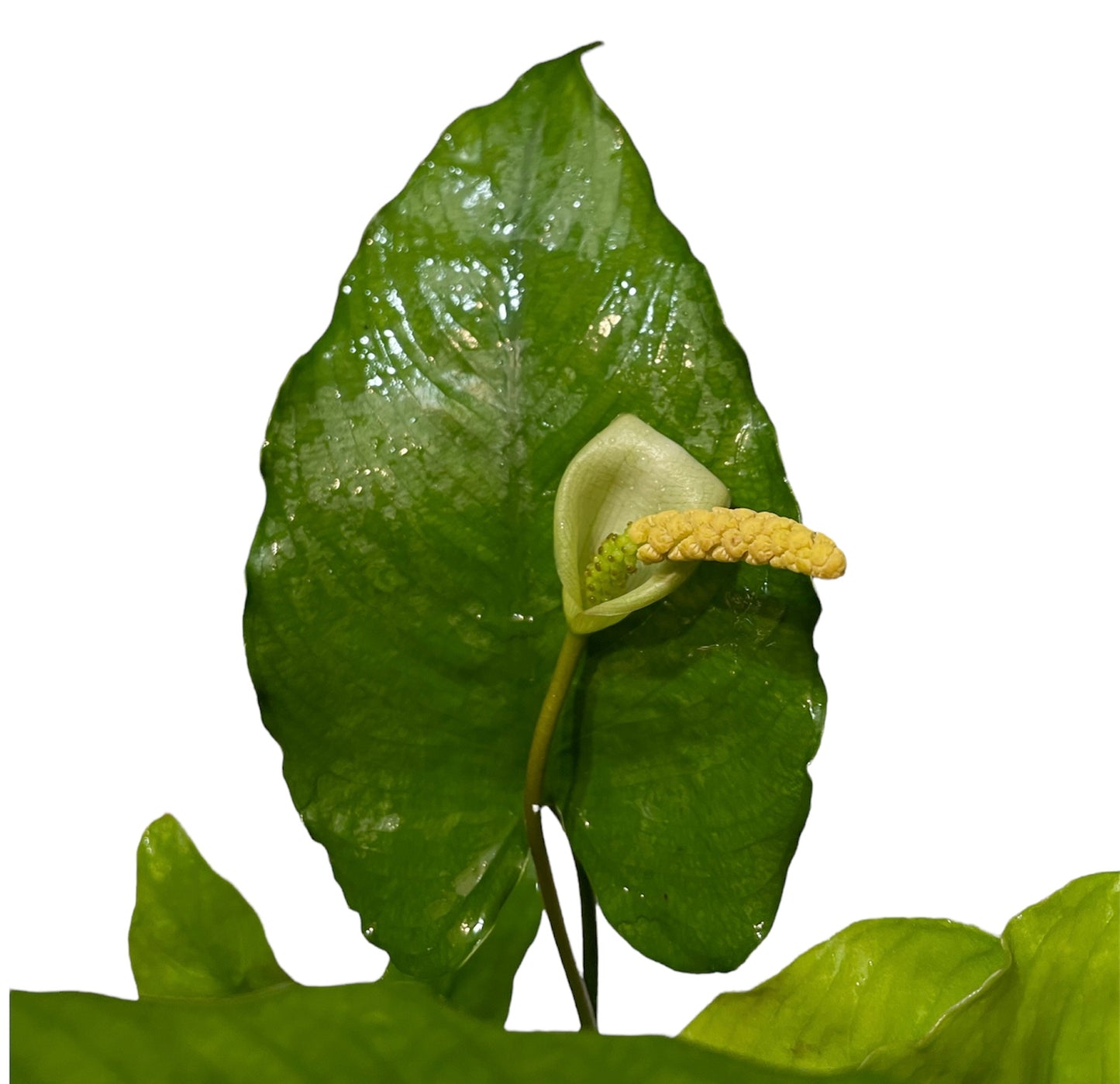 TROPLANT Anubias barteri - AQUASHRIMP