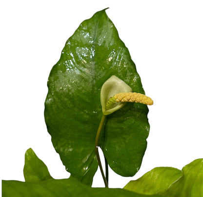 TROPLANT Anubias barteri - AQUASHRIMP