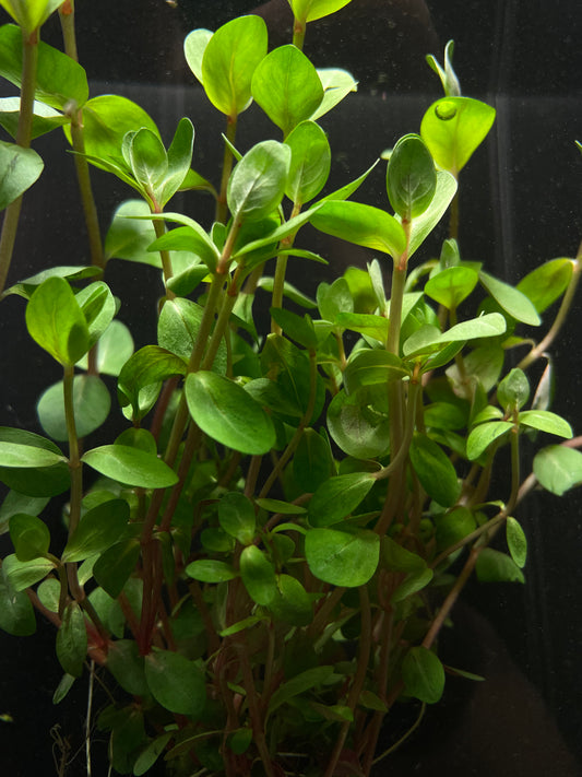 Rotala Rotundifolia
